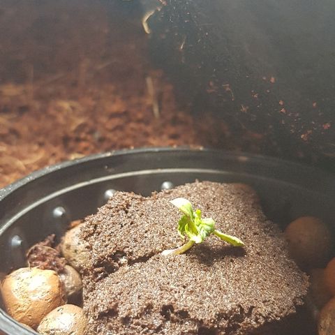 Goose growlog timeline photo