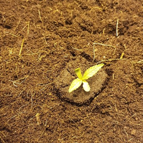 Mavric growlog timeline photo