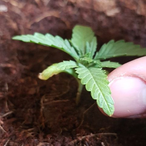 Mavric growlog photo: Slight yellow/brown tip, dropping nutrients.
Nutrient neutral water today 