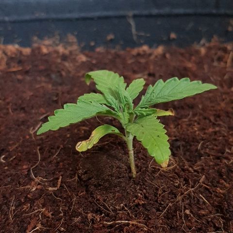 Mavric growlog photo: Slight yellow/brown tip, dropping nutrients.
Nutrient neutral water today 