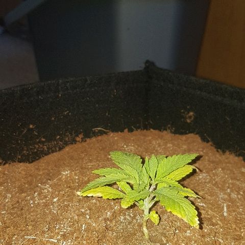 Goose growlog photo: Before trim