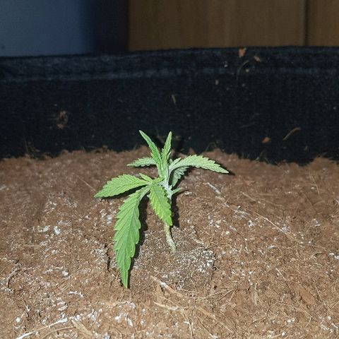 Goose growlog timeline photo