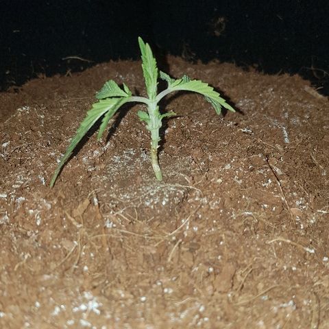 Goose growlog timeline photo