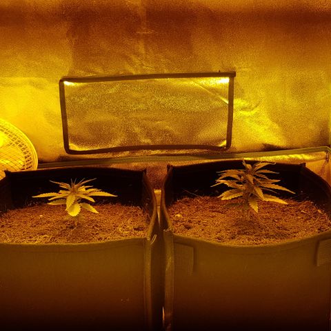 Goose growlog timeline photo