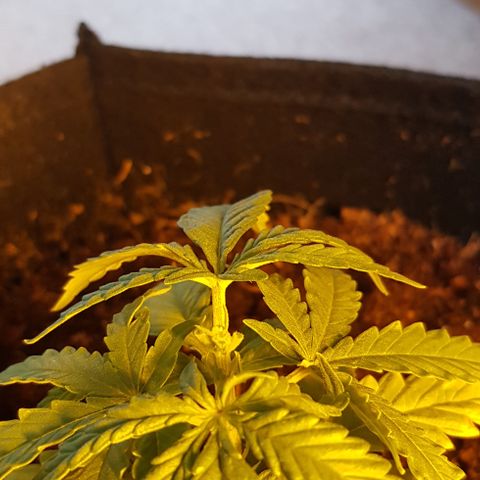 Mavric growlog photo: FIM