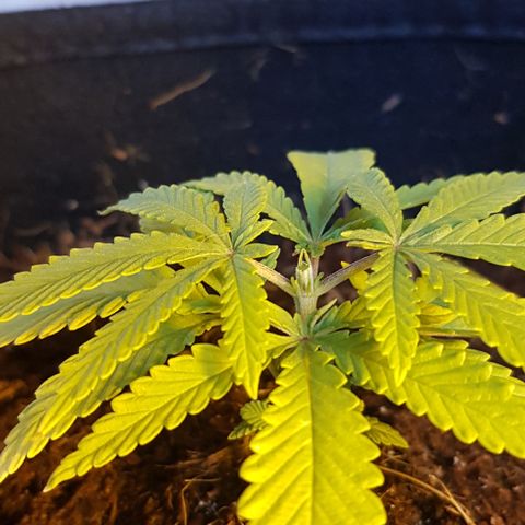 Goose growlog photo: Topped 