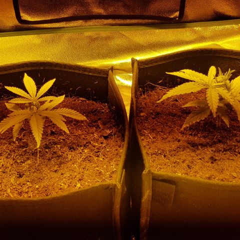 Goose growlog timeline photo