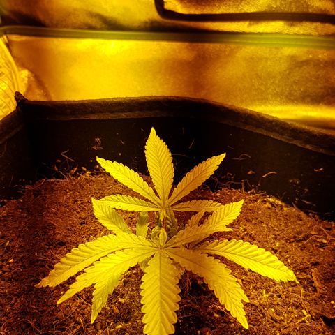 Goose growlog timeline photo