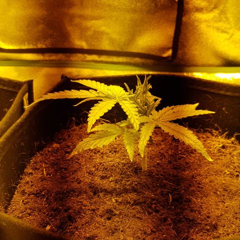 Mavric growlog timeline photo