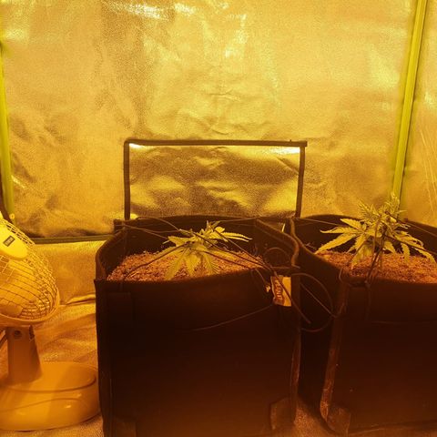 Goose growlog timeline photo