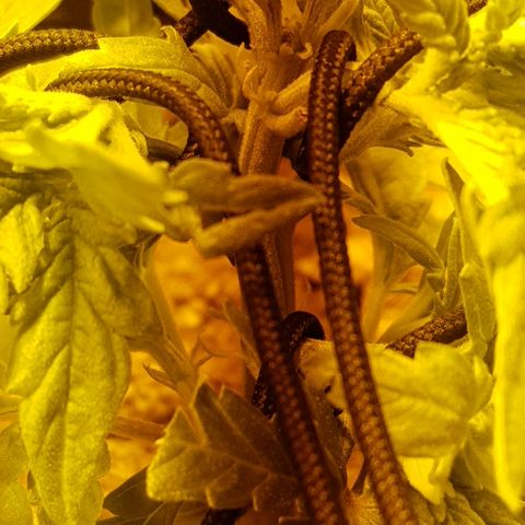 Mavric growlog timeline photo