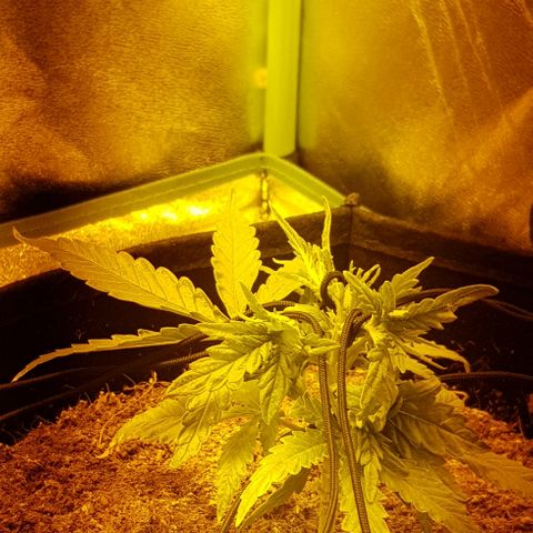 Mavric growlog timeline photo