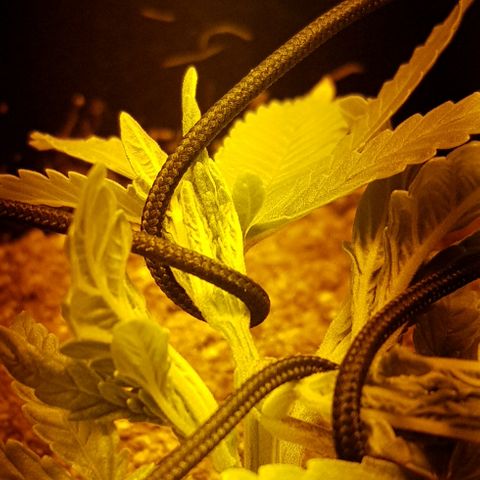 Goose growlog timeline photo