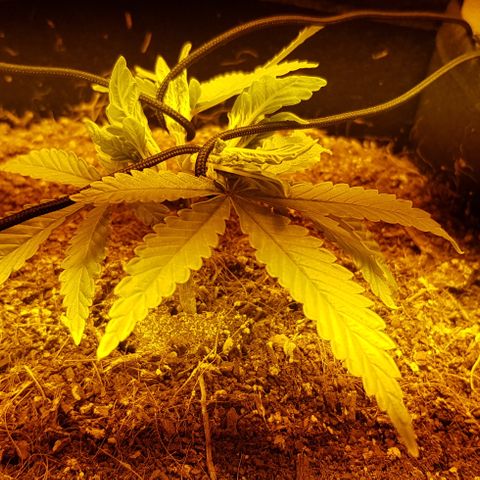 Goose growlog timeline photo