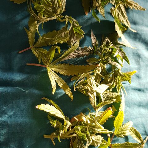 Goose growlog photo: Trimmed up