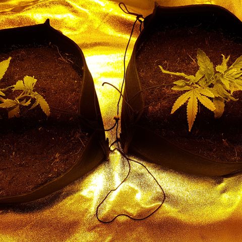 Goose growlog photo: Trimmed up