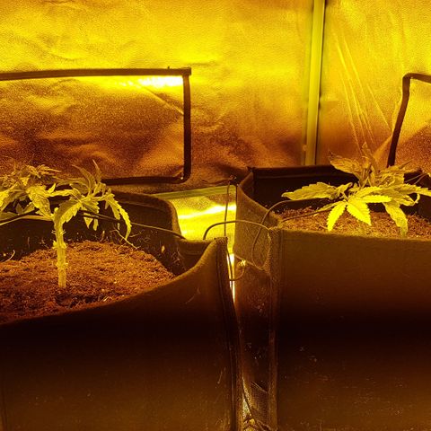 Goose growlog photo: Trimmed up