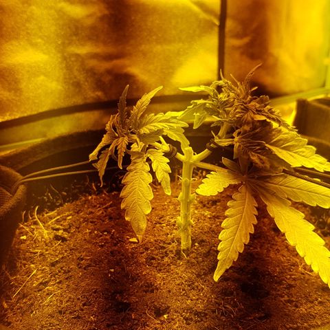 Mavric growlog timeline photo