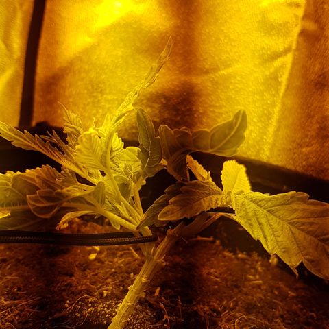 Mavric growlog timeline photo