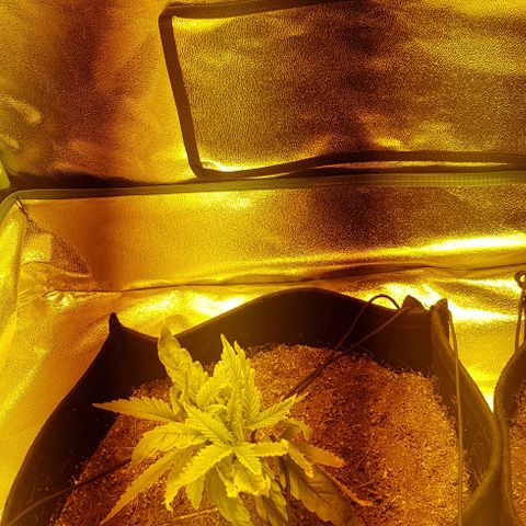 Mavric growlog timeline photo
