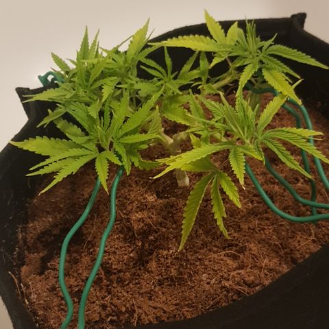 Goose growlog timeline photo