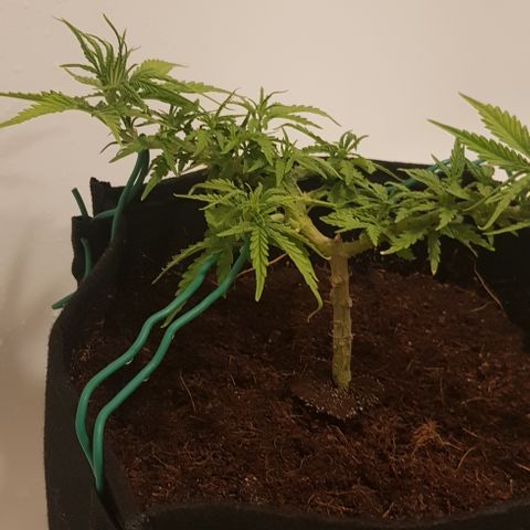 Mavric growlog timeline photo