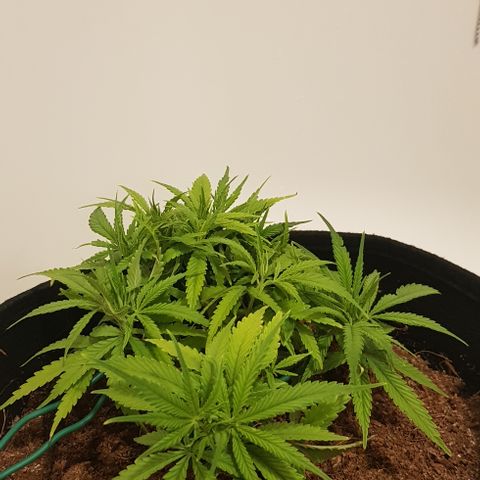 Goose growlog timeline photo