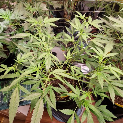 Special Queen #1 growlog timeline photo
