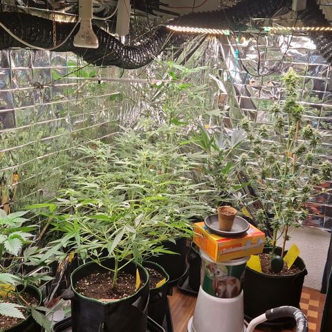 Special Queen #1 growlog timeline photo