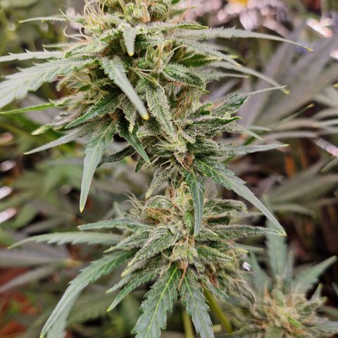Special Queen #1 growlog timeline photo