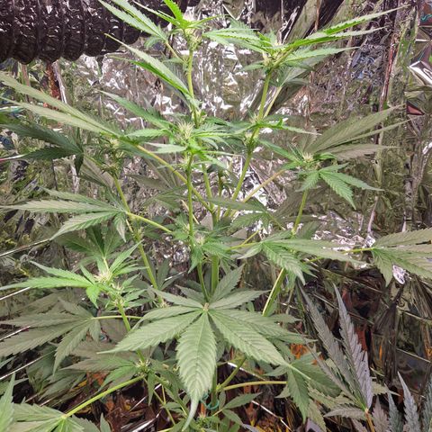 Special Queen #1 growlog timeline photo