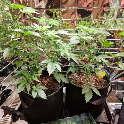 Special Queen #1 growlog timeline photo