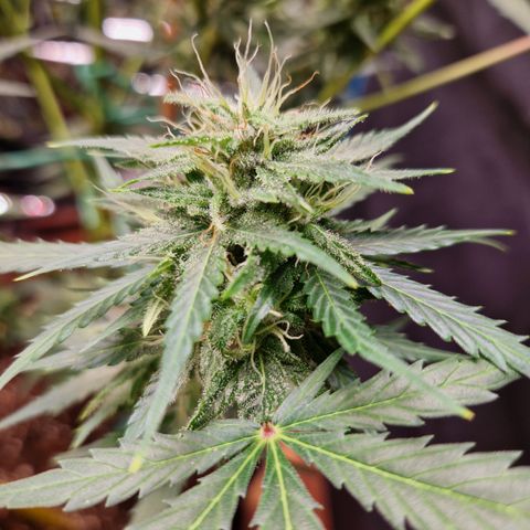 Special Queen #1 growlog timeline photo