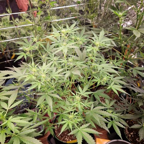 Special Queen #1 growlog timeline photo