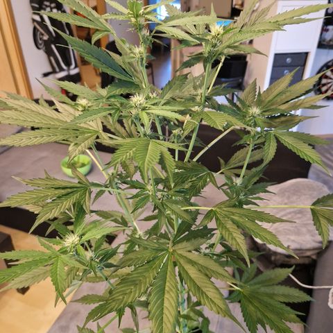 Cookies Gelato Automatic growlog timeline photo