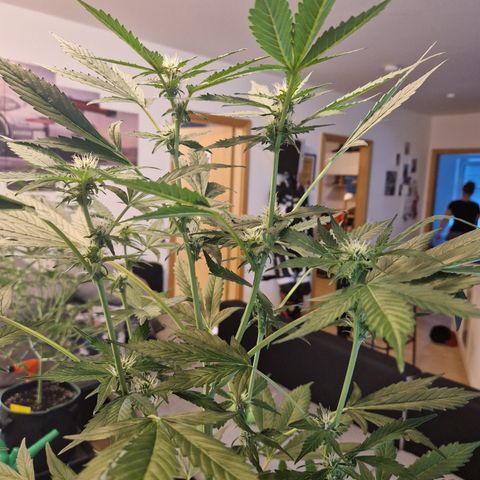 Cookies Gelato Automatic growlog timeline photo