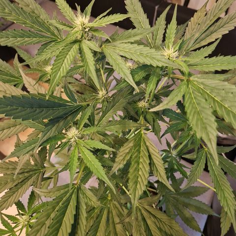 Cookies Gelato Automatic growlog timeline photo