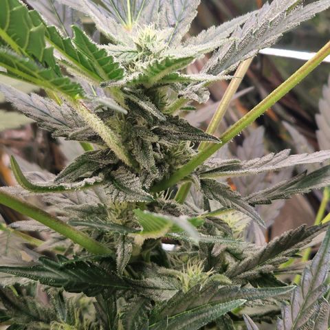 Royal Creamatic growlog timeline photo