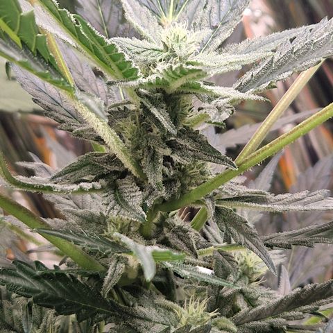 Royal Creamatic growlog timeline photo