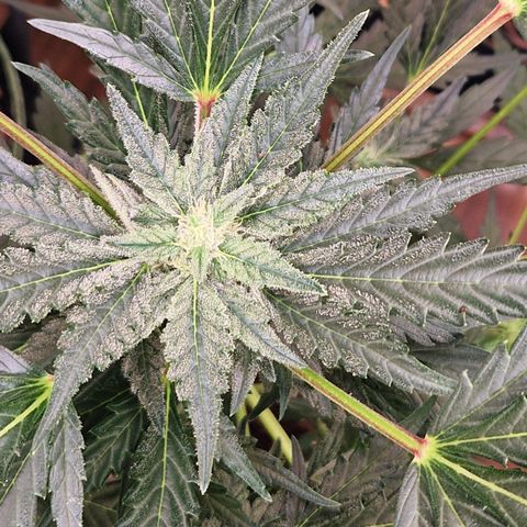 Royal Creamatic growlog timeline photo