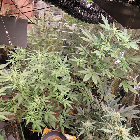 Special Queen #1 growlog timeline photo