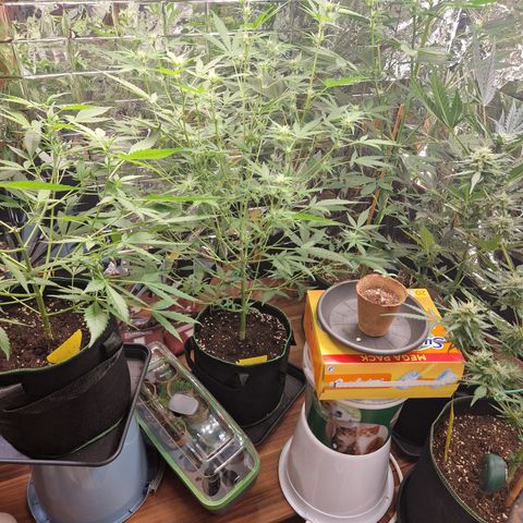 Special Queen #1 growlog timeline photo