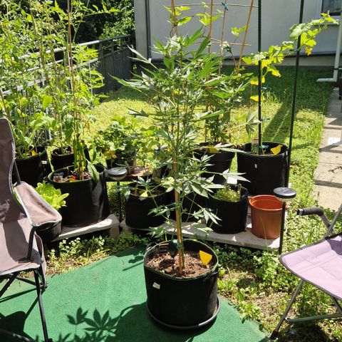 Cookies Gelato Automatic growlog timeline photo