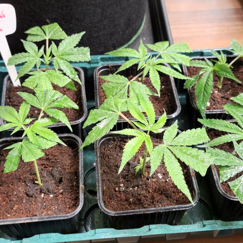 Critical "BigMama" #3 growlog timeline photo