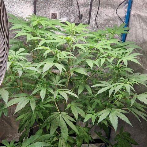 "BigMama" Critical #1 growlog timeline photo