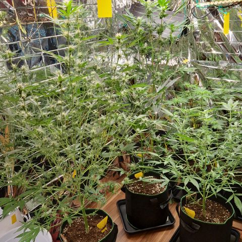 Special Queen #1 growlog timeline photo