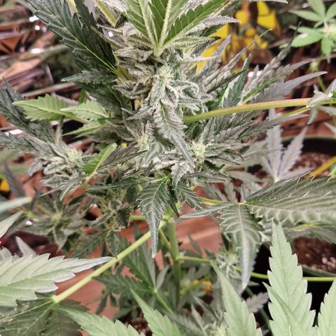 Special Queen #1 growlog timeline photo