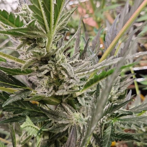 Special Queen #1 growlog timeline photo