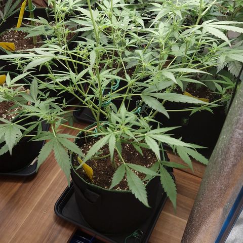 "BigMama" Critical #1 growlog timeline photo