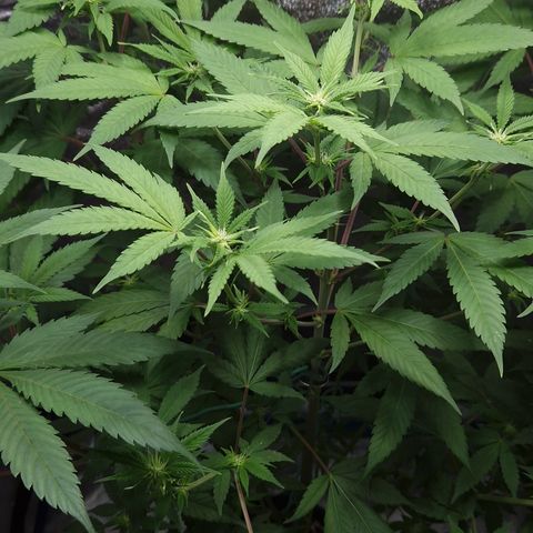 "BigMama" Critical #1 growlog timeline photo